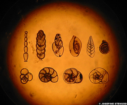 20040119_1k Foraminifera magnified 10 times