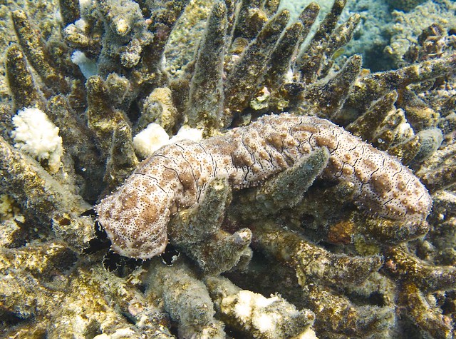 Sea Cucumber - Fiji
