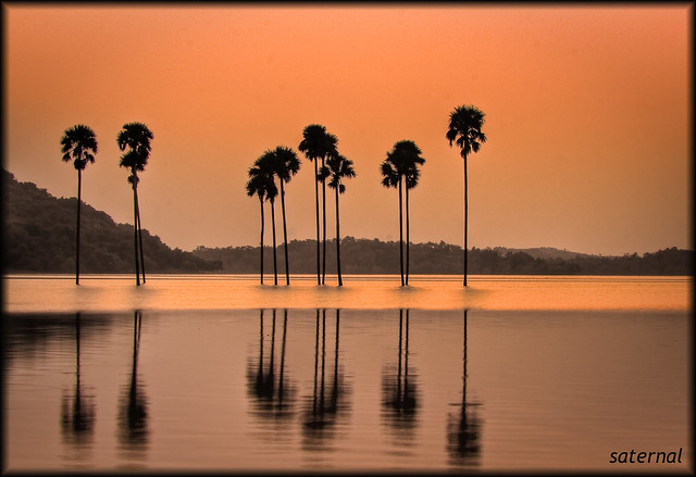 A Dusk beyond these palm trees