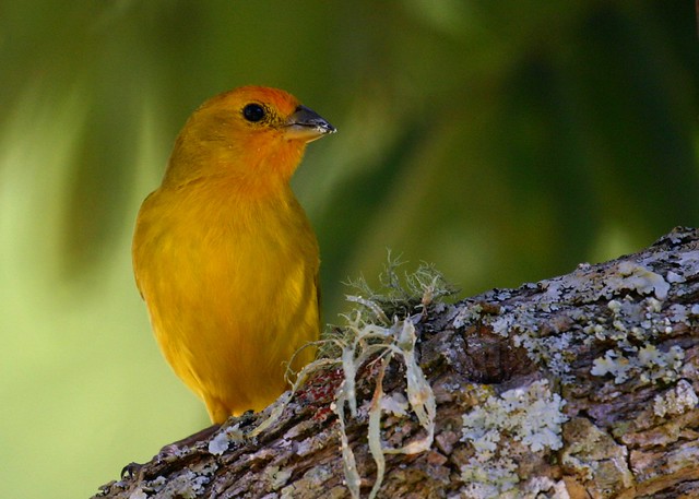 Canário-da-Terra, Saffron Finch (Sicalis Flaveola)