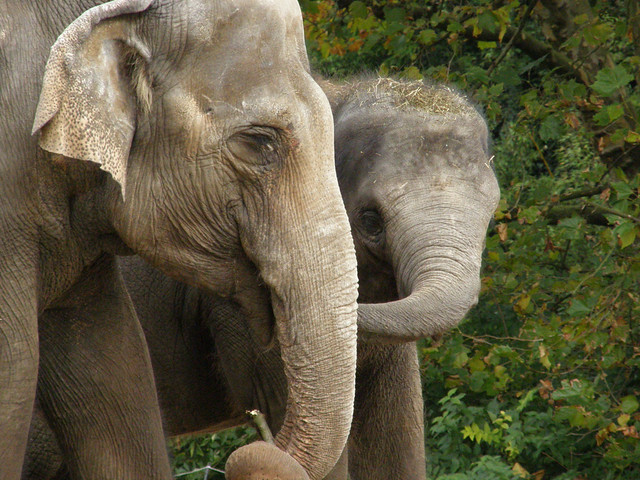 Elephas maximus indicus (Indian Elephant / Indische olifant)