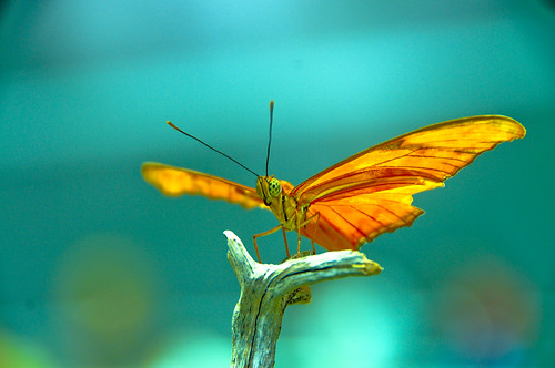 Orange butterfly by tibchris
