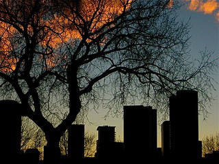 Tree, Sunset, and part of Denver