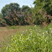 Flickr photo 'Phalaris arundinacea (Reed canary grass / Rietgras) 0930' by: Bas Kers (NL).