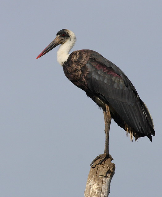 Stork, wooly-necked