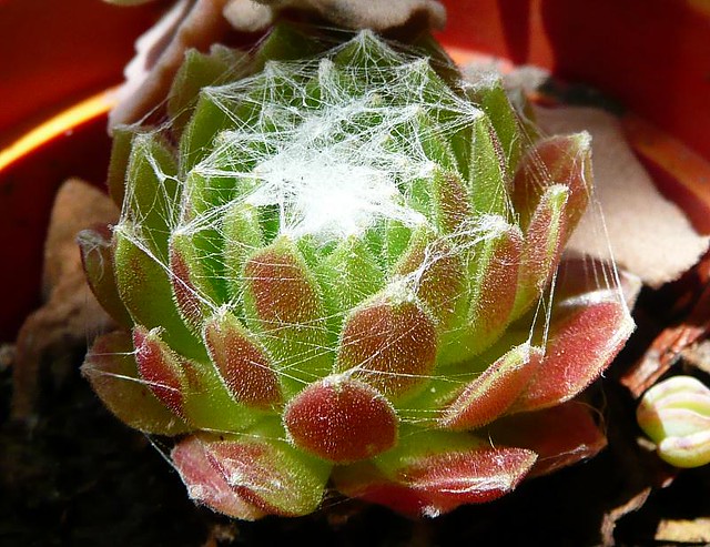 *Web*In the Cactus Garden - Sempervivum arachnoideum*1
