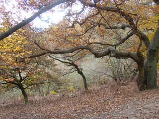 Autumn trees Guildford Circular via Chantries Hill
