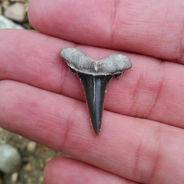 Central Texas shark tooth