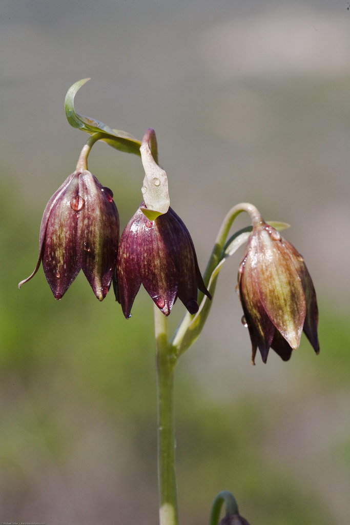 Chocolate Lily (Fritillaria biflora) is a species of plant nativ