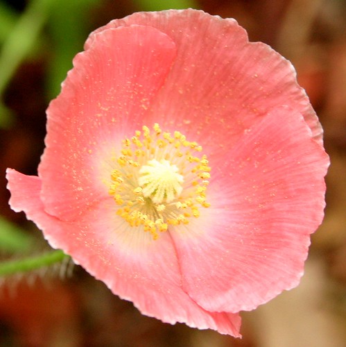 Poppy | by hurstjewelry