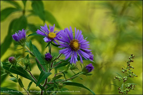 plant ny flower nature purple swamp penfield thousandacreswamp