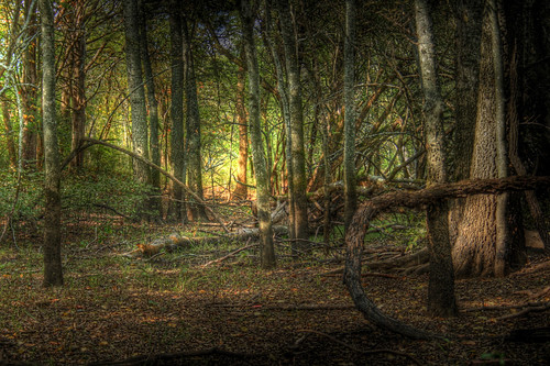 woods hdr overdone