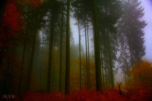 Fairy tale forest by jmb_germany
