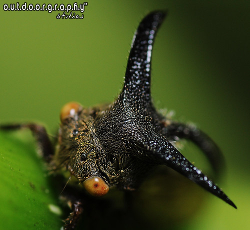 Outdoorgraphy™ : The Devil (Tree Hopper) by Sir Mart Outdoorgraphy™