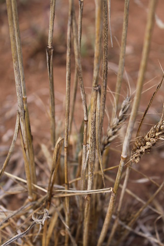 Advanced Ug99 stem rust on volunteer wheat plant in farmer… | Flickr