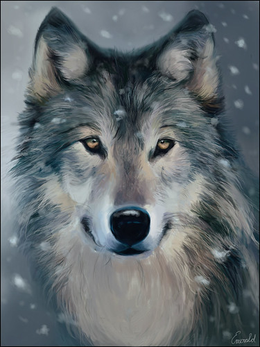 Blue Wolf | by ravenbear@verizon.net