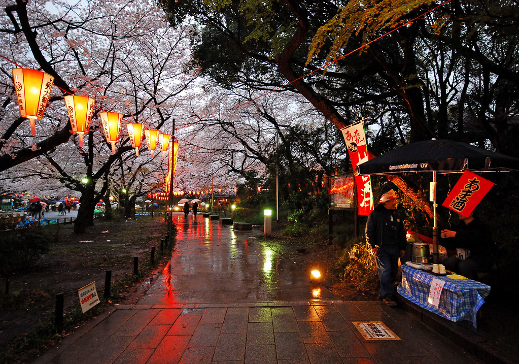 Night Cherry Blossom in Ueno Park 07