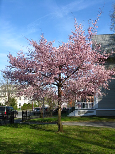 Clark Hall Blooming Tree Again