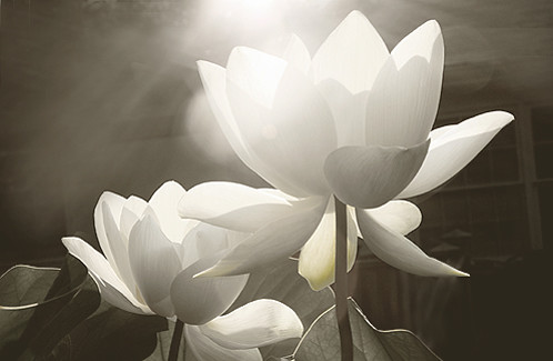 White_Lotus Flower - IMG_1924 by Bahman Farzad