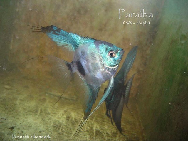Paraiba Angelfish