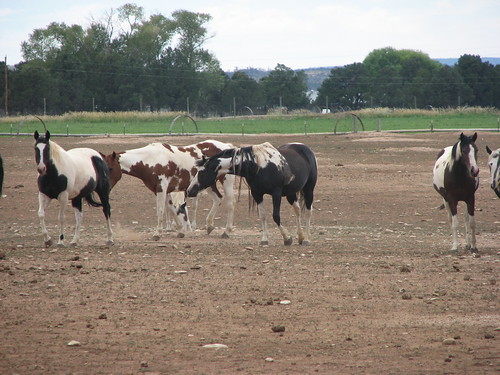 ranch horse usa holiday colorado paint 2006 rockymountains norwood americanpainthorse kajvin lazywjranch breeading