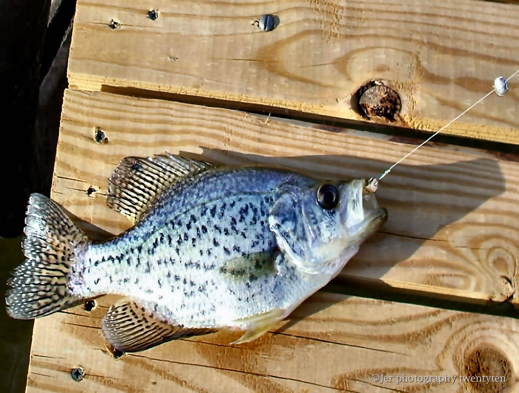 Nice Crappie... by Јerry