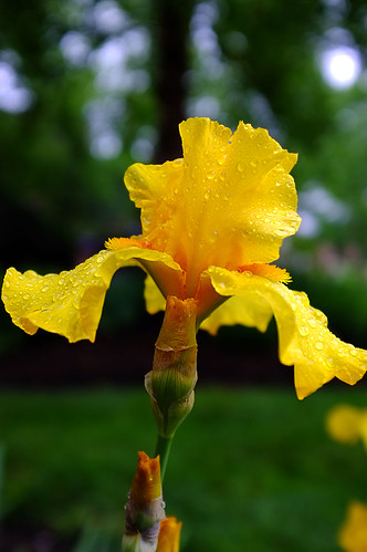 iris yellow velvia fujifilmx100
