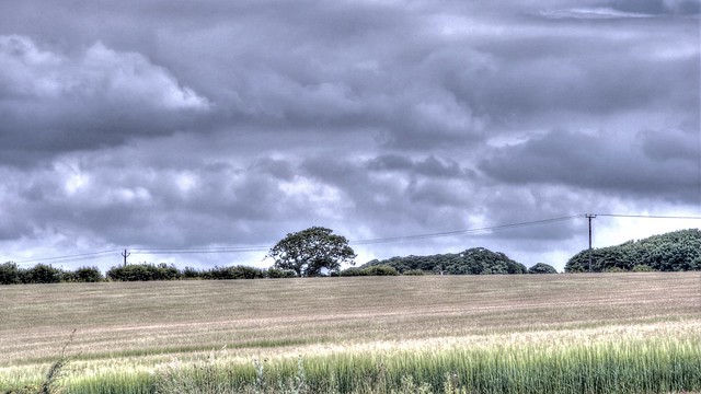 169/365 | Barley and black clouds