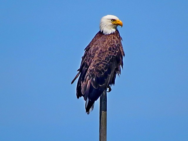 Bald Eagle, Edmonds, WA 6/21/15