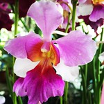 Iron nail orchid. 讓我一見鍾情！鐵釘蘭(尖葉萬代蘭) 好美。😍#鐵釘蘭 #尖葉萬代蘭 #好美 #美麗 #蘭花 #愛花人 #orchid #beautiful #Taiwan #台灣 #iPhone6 #pink #instaflower #gardenlovers #オーキッド #台湾 #美しい #綺麗