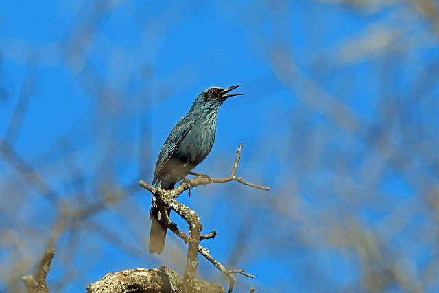 Blue Mockingbird, Carretera 175, Oaxaca, Mexico