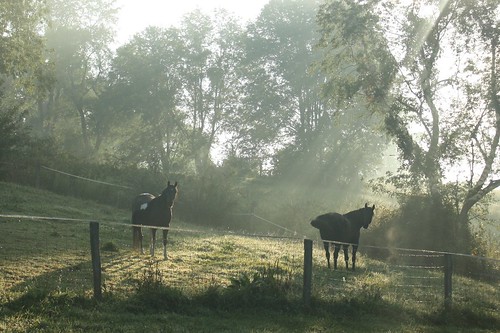 lighting horse sunrise wv pasture westvirginia herd loh