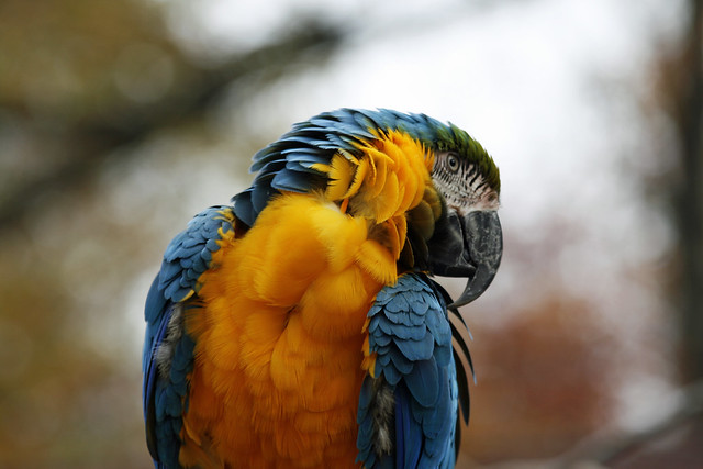 Macaw, Catoctin Wildlife Preserve