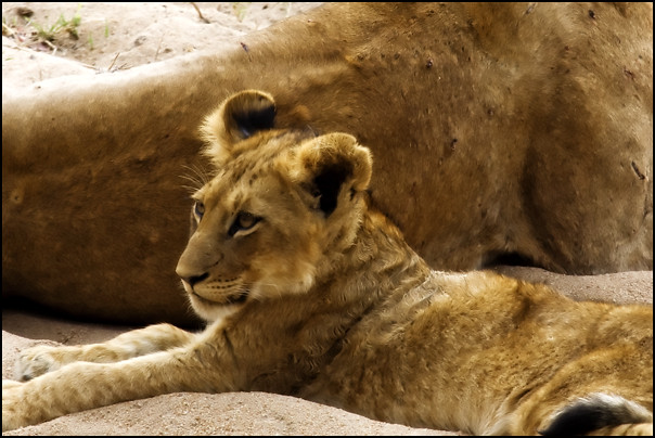 Lion cub, Styx pride