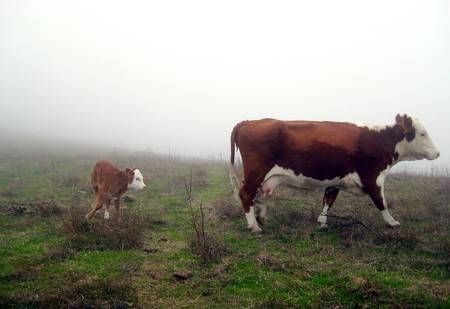 Cows in the fog #4