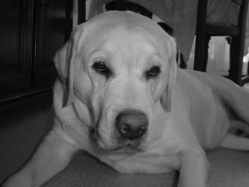 My Labrador Cody | by -mars-