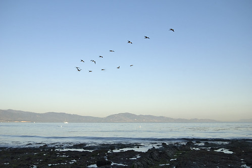 pelicans birds california coast santabarbara october 2008 nikon d80 nikond80 beach free creativecommons