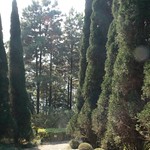 Juniperus chinensis  圓柏