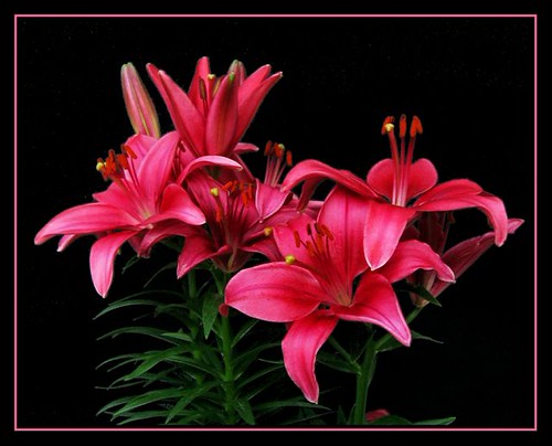 Fiery red lilies | by heurtoirfan