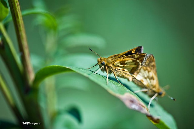 Butterfly_Skippers