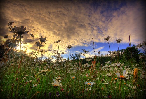 A MEMORY OF SUMMER - COTTON WOOL DAISY CLOUDS by Wiffsmiff23 AWPF