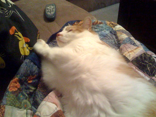 The quilt has its first sleeping cat, and I'm not even done binding the edges yet. Feline seal of approval, I suppose?