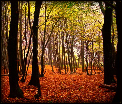 Blick nach Bielstein - autumn by NPPhotographie