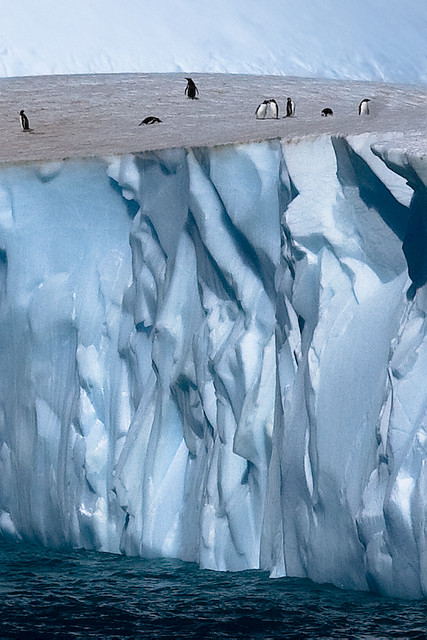 Penguins atop iceberg
