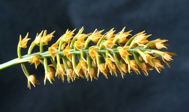 Epidendrum armeniacum