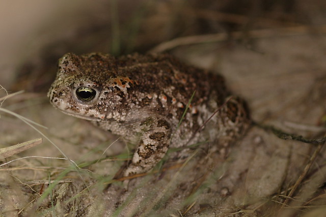 Rugstreeppad / Natterjack Toad (Epidalea calamita)