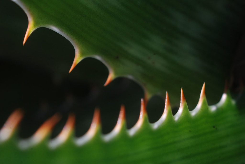 [Image: 5872043874_2eabaaa772_b.jpg]