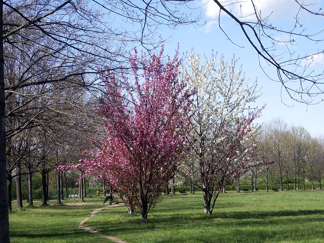 Primavera al parco nord Milano Italy.