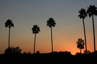 Sunset with palm trees
