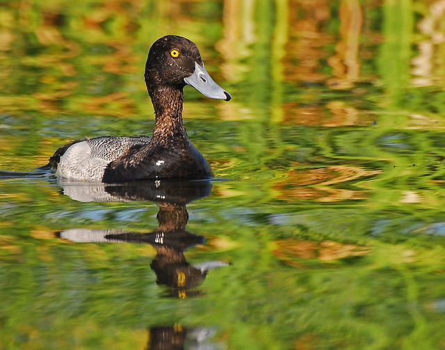 scaup male